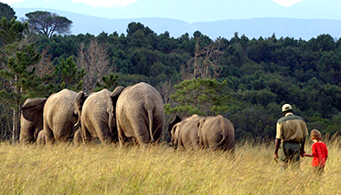 Knysna Elephant Park.